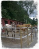 Stall